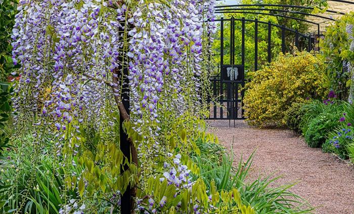Wisteria Arch